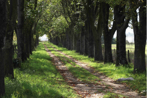 Venta 42 Hectáreas Agrícolas En Lima