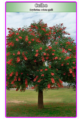 Semillas De Ceibo Rojo (erythrina Crista-galli)