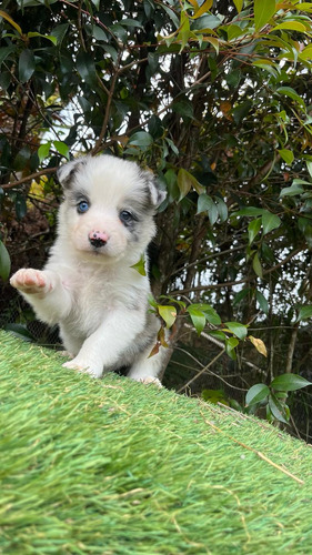 Cachorro Border Merle Bogotá Animal Pets Colombia 