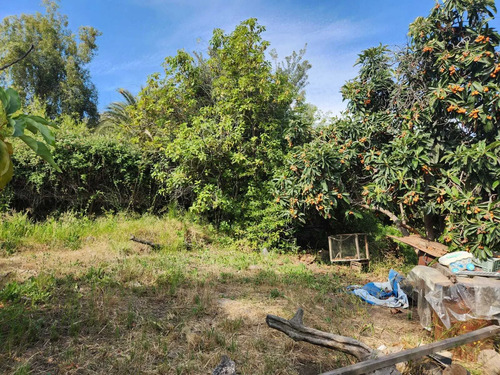 Hacienda De 5.000 M² En Lo Cañas Con Riego (173166)