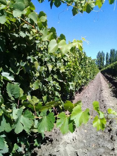 Imagen 1 de 13 de Propietario Venda Casa Y Finca De 17ha En San Rafael Mendoza