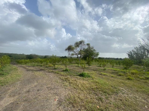 Venta Rancho 132 Hectareas Balcazar Tamiahua Veracruz