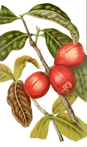 Manzana Malaya 100 Hojas Frescas O Secas.