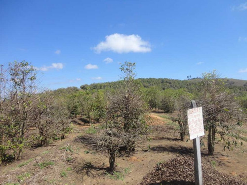 Imagem 22 de 30 de Fazenda De Café Em Monte Sião-mg - 7676
