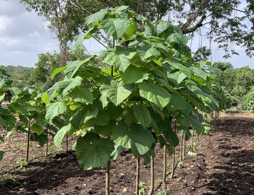 Árbol De Paulownia Shantong (kiri) 1.5 Mts De Altura