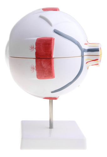 Exhibición De Modelo De Anatomía Del Ojo Humano De 15 Cm Alt