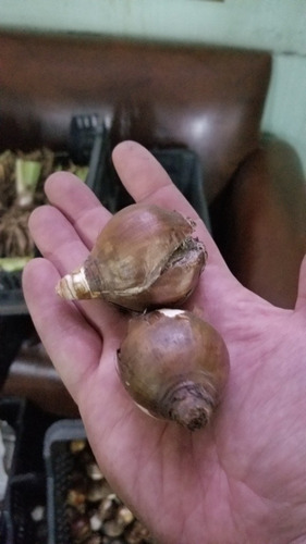 Imagen 4 de 4 de Bulbos De Junquillo Blanco X 3 Bulbos Importados De Holanda