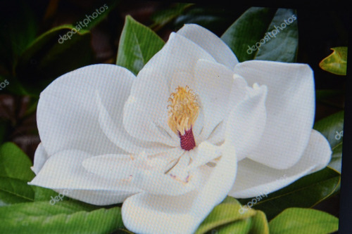 Magnolias Grandifloras Arbol De Flor Blanca Hermosa!!!.