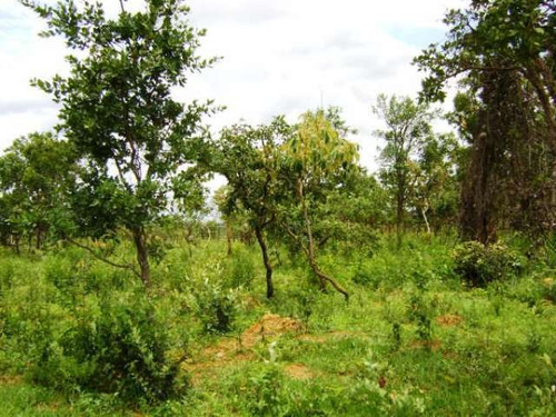 Imagem 7 de 8 de Fazenda À Venda, Centro - Caetanópolis/mg - 363
