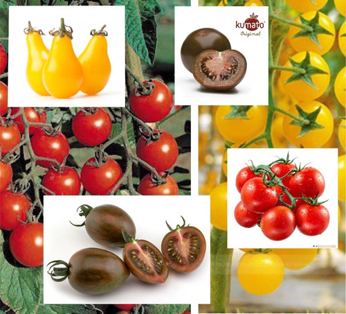 Combo Semillas Tomates Cherry! 7 Variedades De Todos Colores