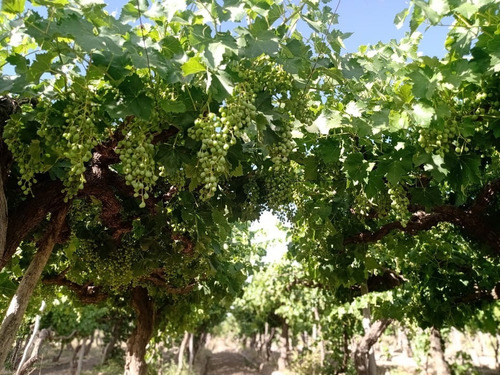 Imagen 5 de 14 de Venta De Finca Con 2 Propiedades 15 Y 6 Hectáreas