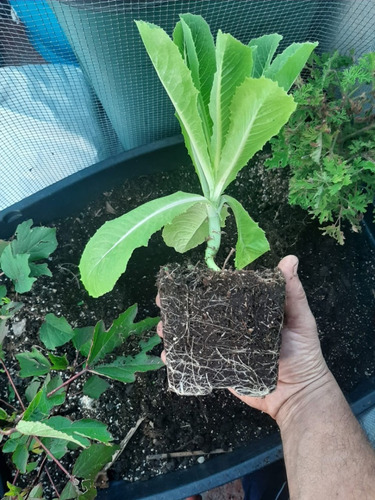 1 Libra De Semilla De Lechuga Orejona Variedad Parris Island