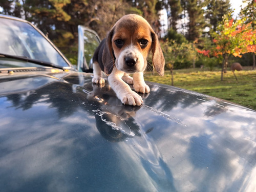 Beagles Tricolor 