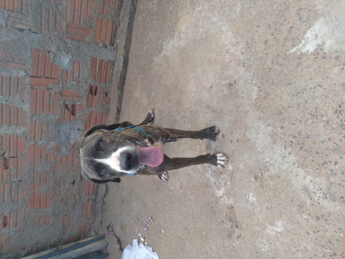 Imagem 3 de 4 de Venda De Cachorro Raça Fila Femea