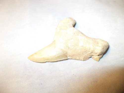 Auténtico Y Antiquísimo Diente De Tiburón Petrificado (Usado)