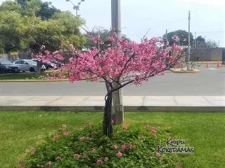 Sakura Cerezo Japonés 1mt A 1.20mt Original Árbol Ornamental