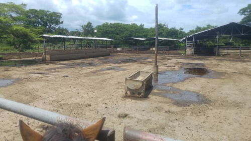 Imagen 15 de 27 de Se Vende Finca Hacienda En Estado Zulia, Ml