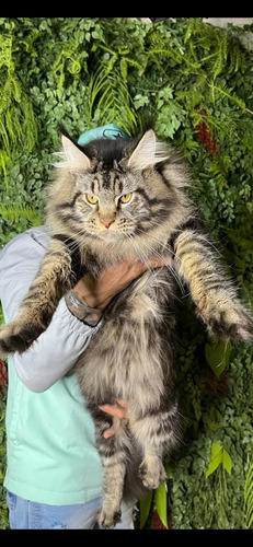 Mainecoon Filhotes 