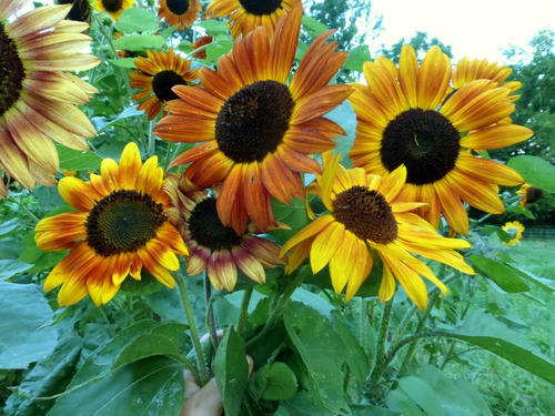 30 Semillas De Girasol Velvet Queen Autenticas Importadas