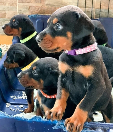 Cachorros Doberman Alemán 100% Puros 