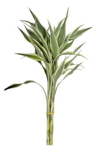 1 Bambu Da Sorte Variegata Branco Natural Com 4 Hastes 