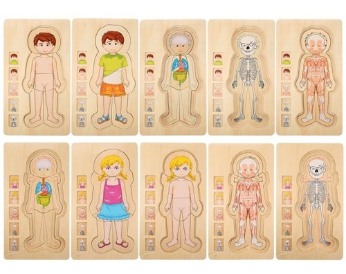 Imagen 6 de 6 de Rompecabezas Multicapas Del Cuerpo Humano - 5 En 1