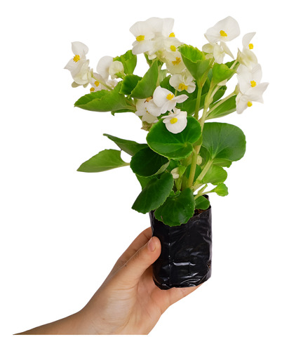 Kit 15 Mudas Begonia Cerosa - Folha Verde - Cores Sortidas
