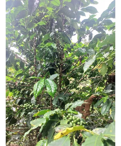 Se Vende Finca Córdoba Quindío