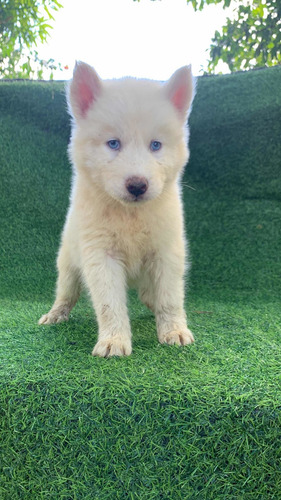 Imagen 3 de 5 de Huskys Siberiano
