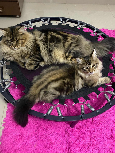 Gatos Filhotes Maine Coon (gatil Saymon Cats)