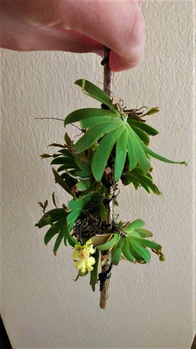 Orquidea Mini Enana Pequeña