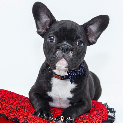 Collar De Perro Lionet Paws Con Pajarita, Cómodo Y Ajustable