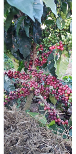 Venta Finca 14 Ha, Boconó Edo. Trujillo, Venezuela