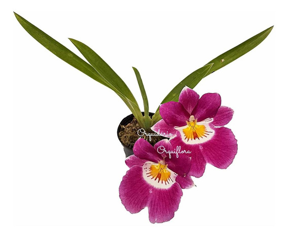 Muda Orquídea Miltonia Colombiana Pré Adulta Planta Natural | MercadoLivre