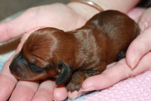 Cachorros Salchicha Mini  Dachshund Tekkel