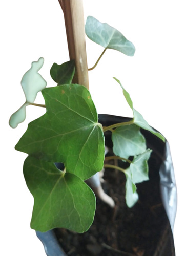 Planta Enredadera Hiedra Ó Hedera Helix