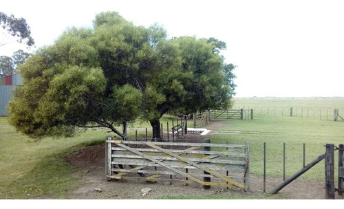Imagen 21 de 30 de Campo Mixto En San Cayetano