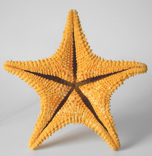 Estrella De Mar Echinodermata Asteroidea 28 Cm (Usado)
