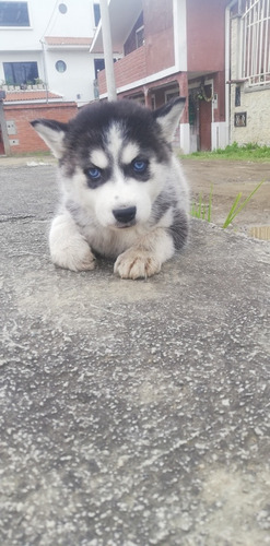 Imagen 5 de 6 de Husky Siberiano