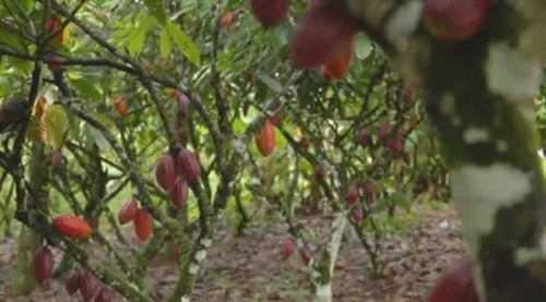 Imagem 21 de 30 de Fazenda De Cacau, Látex E Mogno No Brasil - Cidade Ituberá-ba - 7654