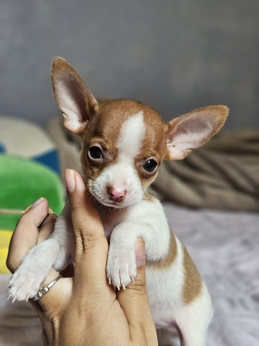 Chihuahua De Bolsillo