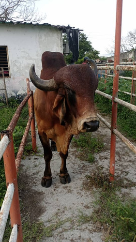 Imagen 1 de 5 de Toro Gyr Registrado Alta Genetica Alta Pureza
