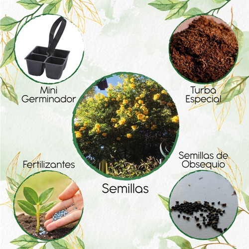 100 Semillas De Árbol Alcaparro Enano + Mini Kit Germinación
