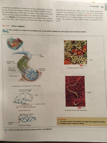 Principios De Anatomía Y Fisiología (Usado)