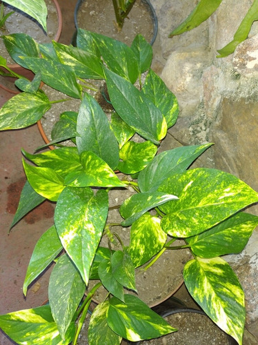 Imagen 7 de 10 de Planta Potos Purificadora Del Aire