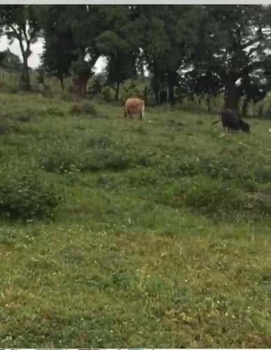 Te Vendo Excelente Finca En La Vega