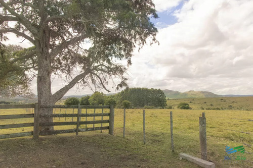 Muy Buen Campo Mixto Ganadero-forestal De 690 Has Y Bien Ubicado