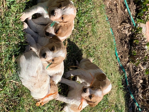Cachorros Bretones Inscritos