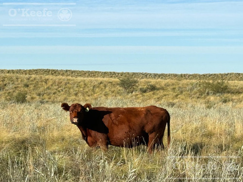 Campo De Cría/recría 74.000 Has. Para 8800 Madres, Armado En Mendoza