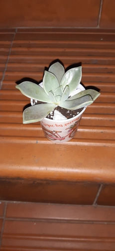 Planta Suculenta Graptopetalum Paraguayense